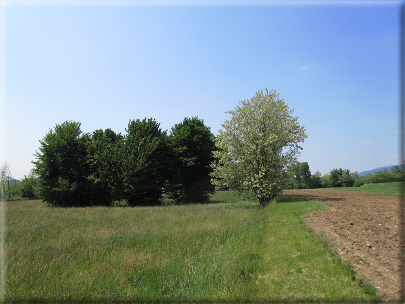 foto Paesaggi Collinari in Primavera